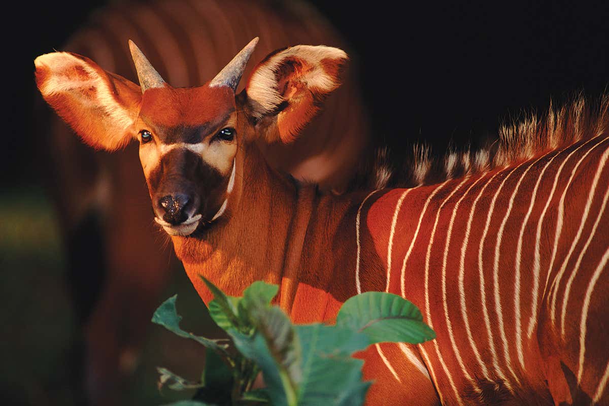 striped animal