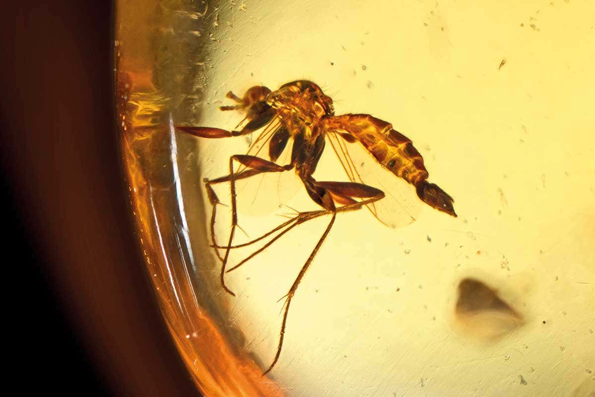insect in amber