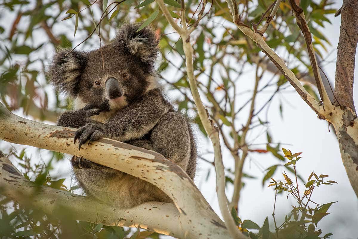 A koala