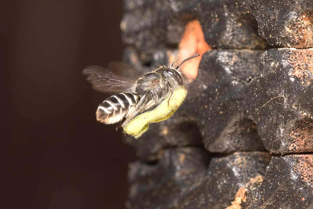 Alfalfa leafcutter bee