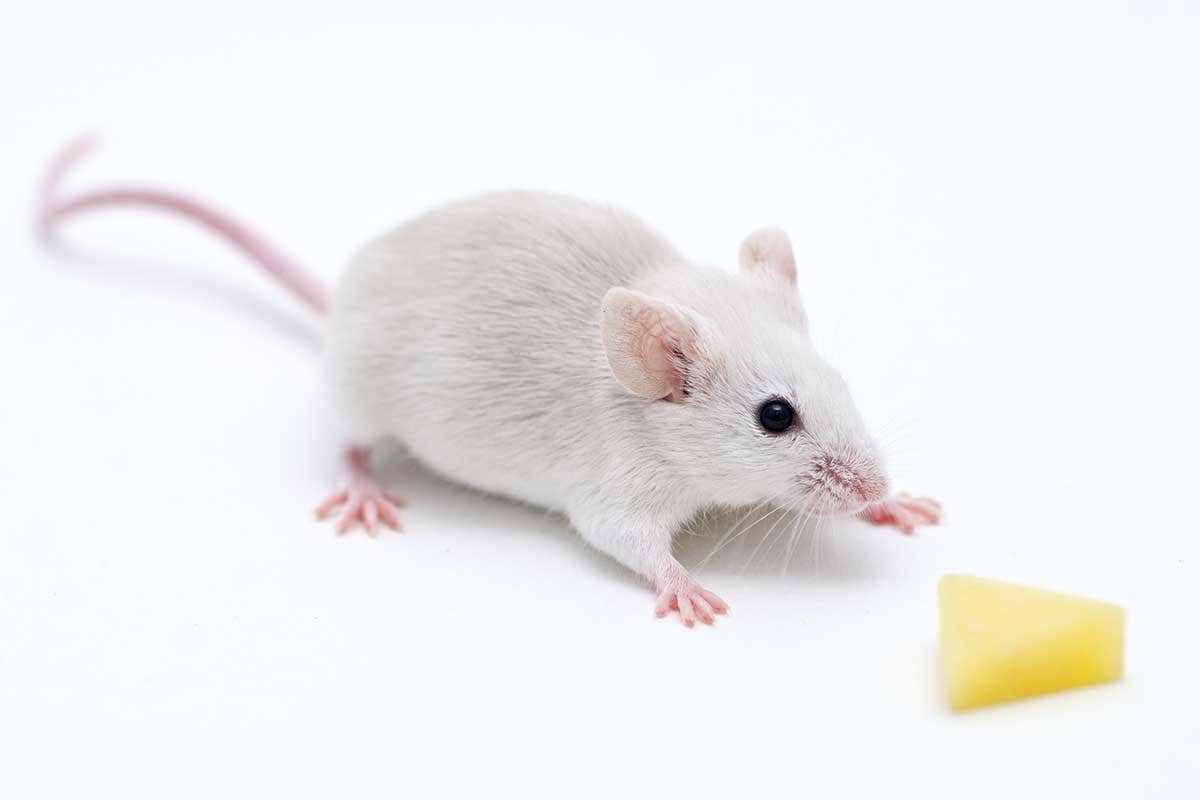 Damaged sense of smell fixed in mice by squirting stem cells up nose