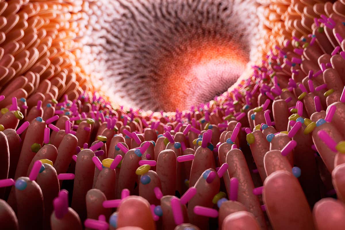 The bacteria in your intestine may affect medical treatments