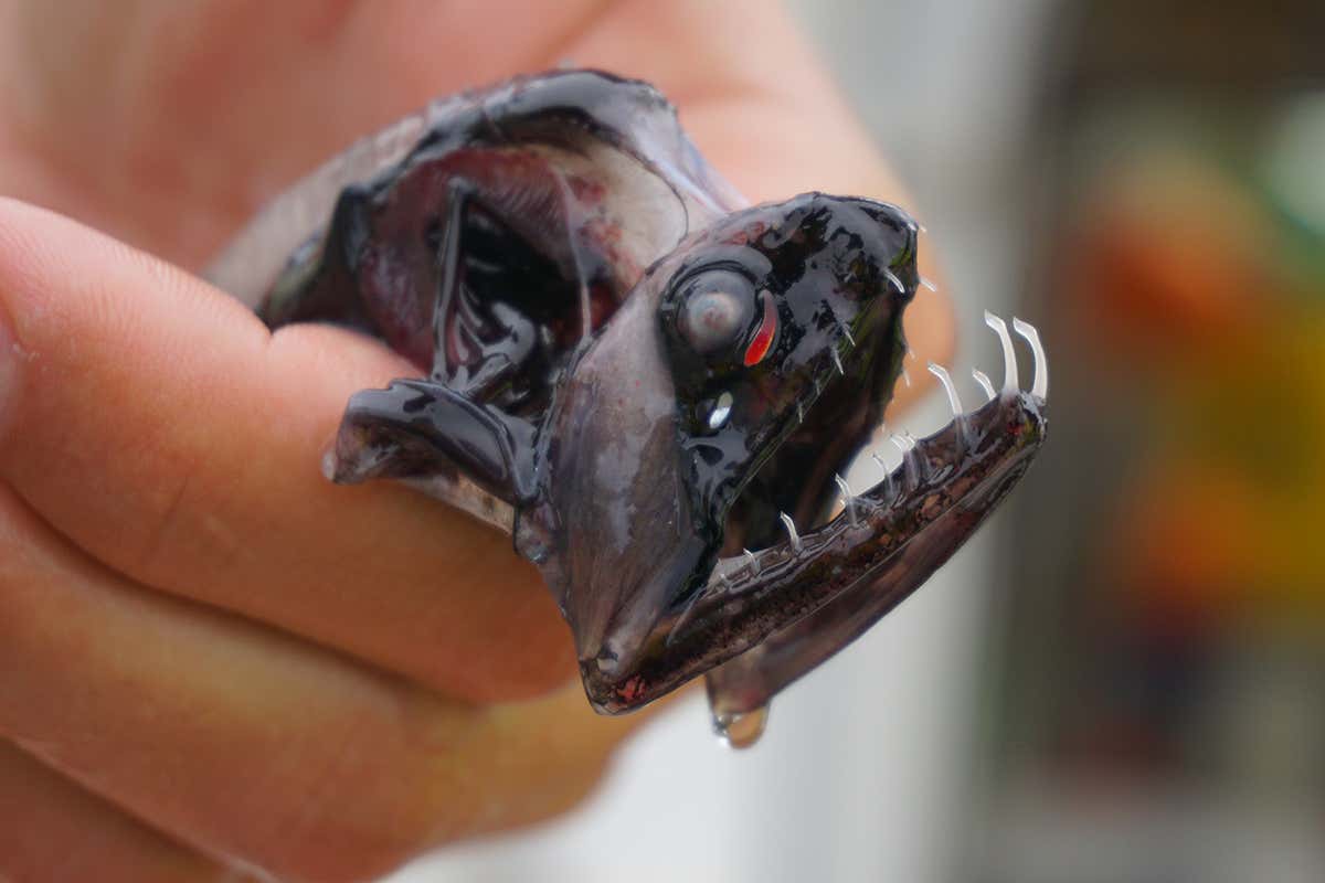 The transparent teeth of the deep sea dragonfish
