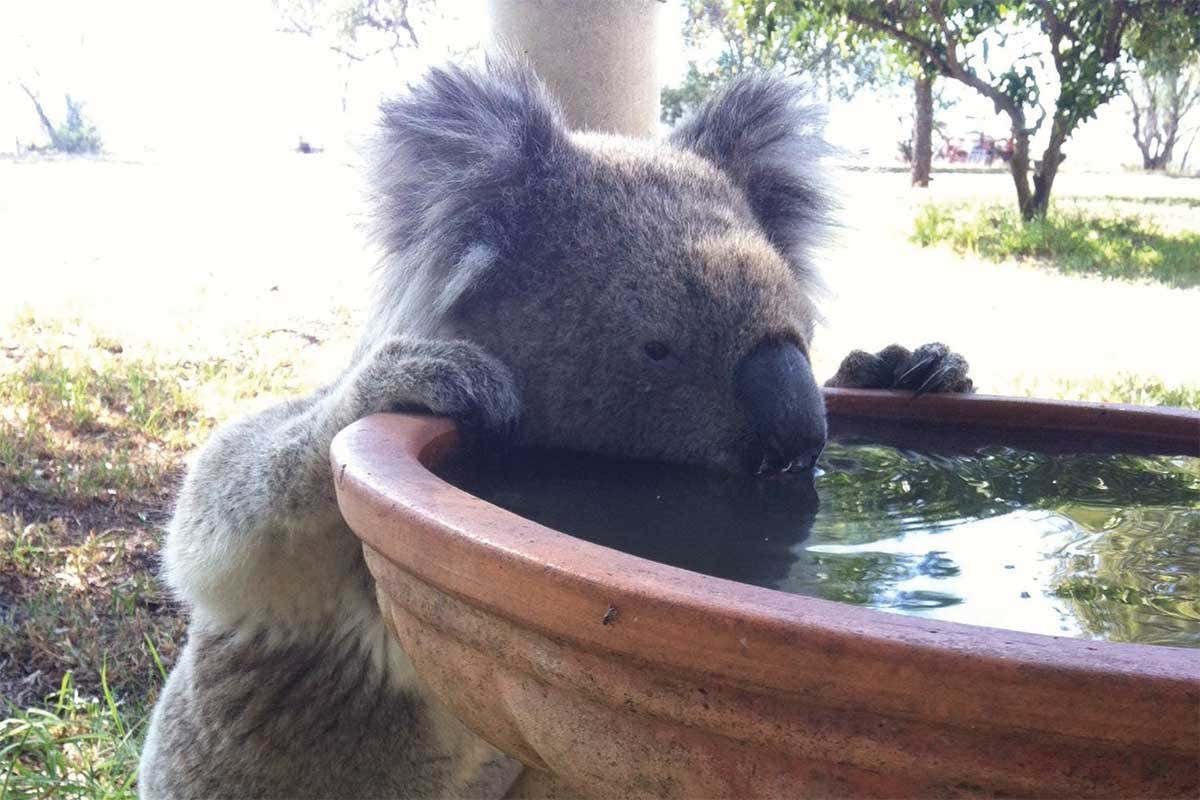 Koala drinking