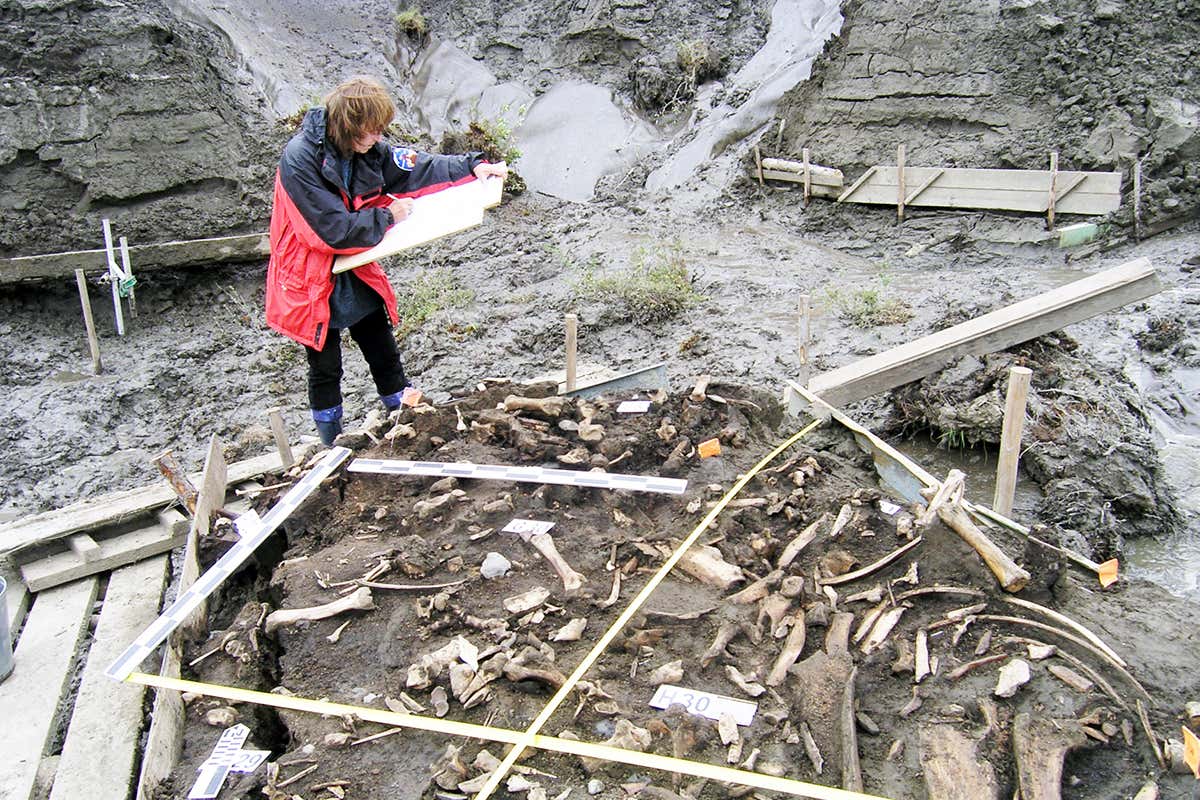 The archaeological site near the Yana River. Alla Mashezerskaya maps the artefacts in the area where two 31,000-year-old milk teeth were found.