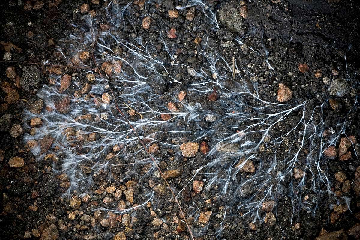 A fungi trading network