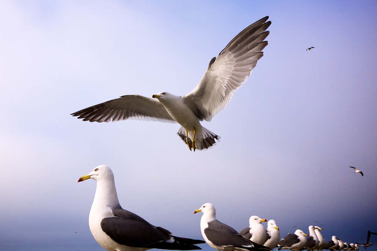 Black Tailed gull at Kabushima Shrine breeding ground, at Hachinohe, Aomori Prefecture, Tohoku, Japan.