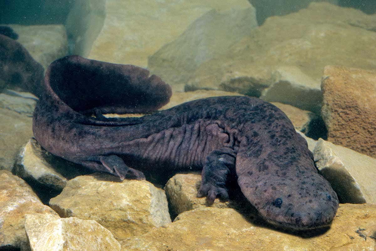 Salamander
