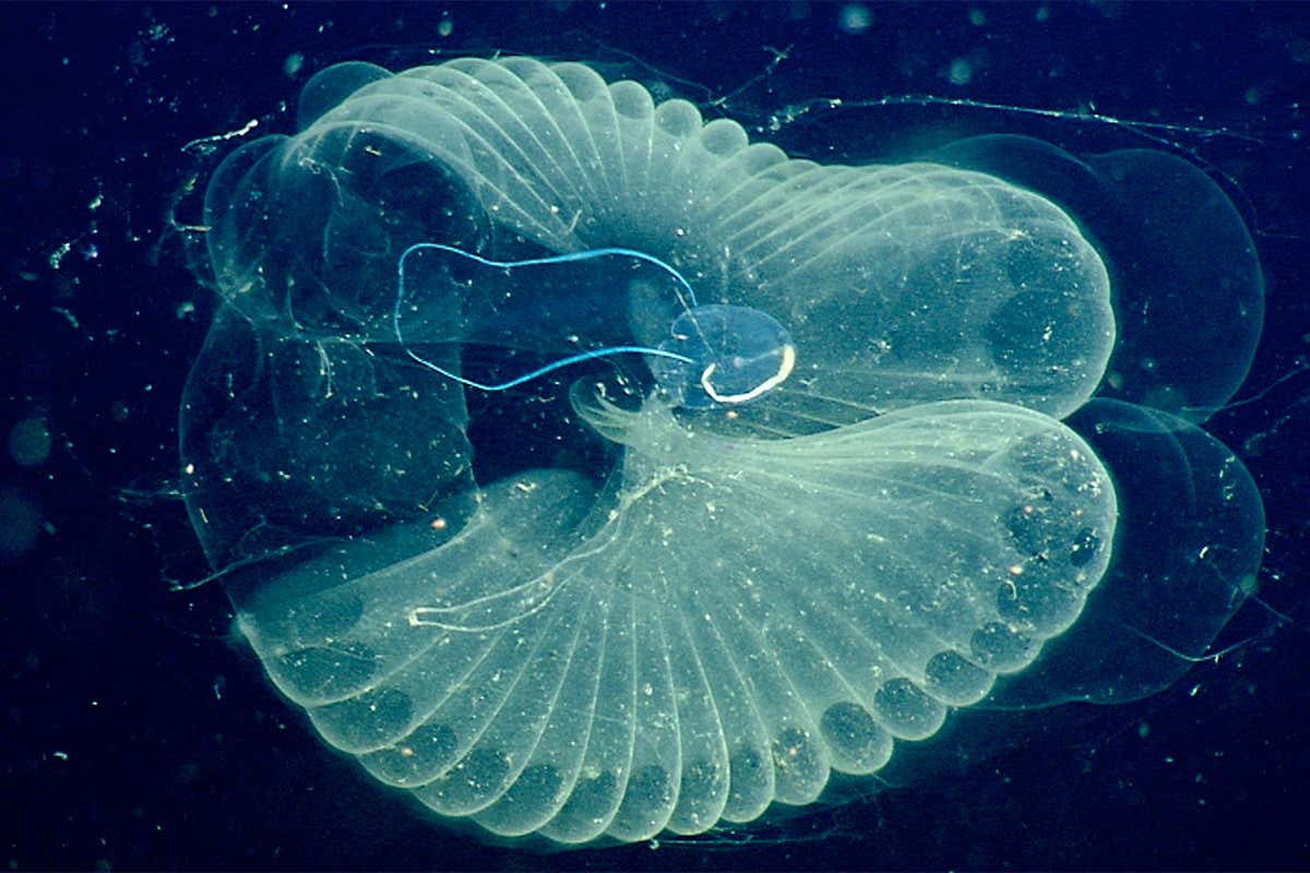 New Scientist. Science news and long reads from expert journalists, covering developments in science, technology, health and the environment on the website and the magazine.