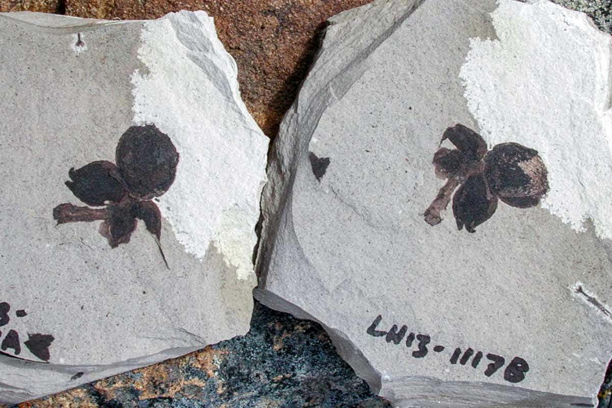 Discovery photo of the mature Castanopsis fruiting spike fossil with four nuts enclosed in scaly cupules, showing the part and counterpart on the split surface at Laguna del Hunco.