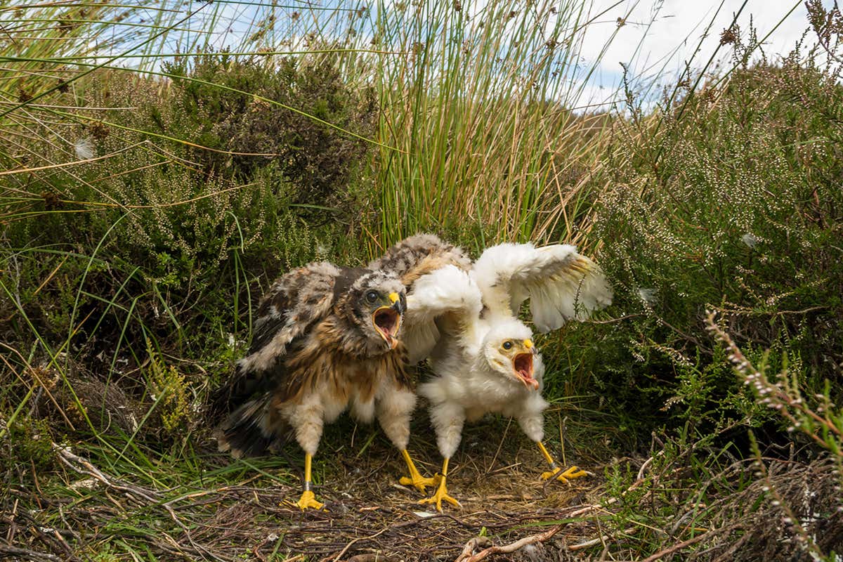 34 hen harrier chicks fledged in England in 2018