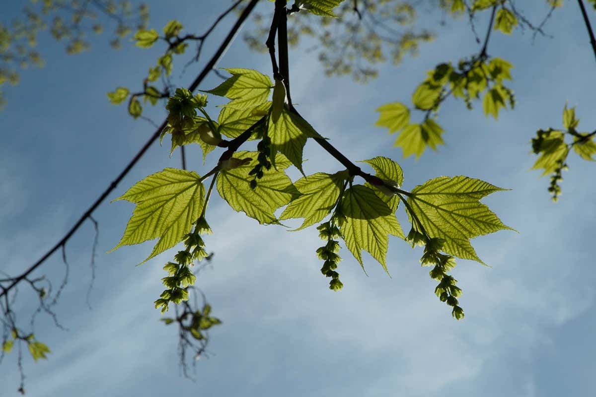 The striped maple (Acer pensylvanicum) can switch to making flowers of a different sex