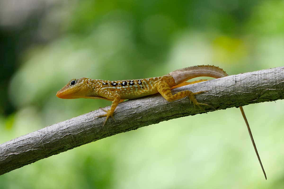 Anolis oculatus