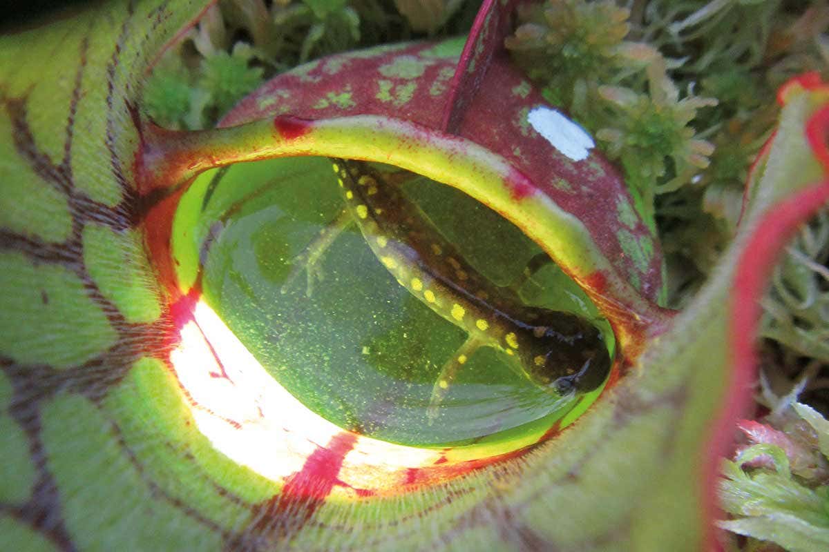 salamander in pitcher plant