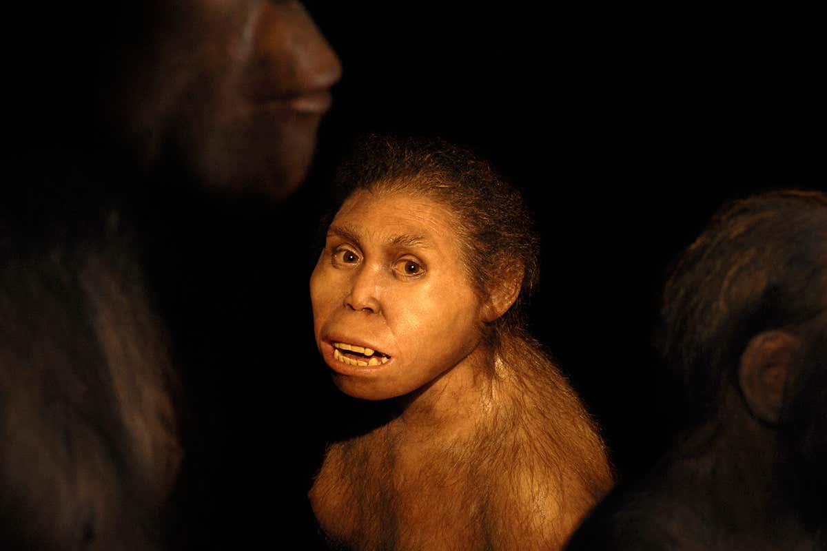 Reconstruction of Homo erectus