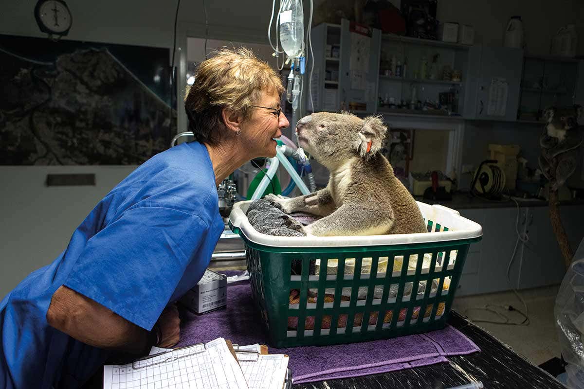 koala in hospital