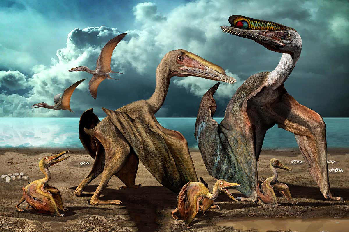 pterosaurs