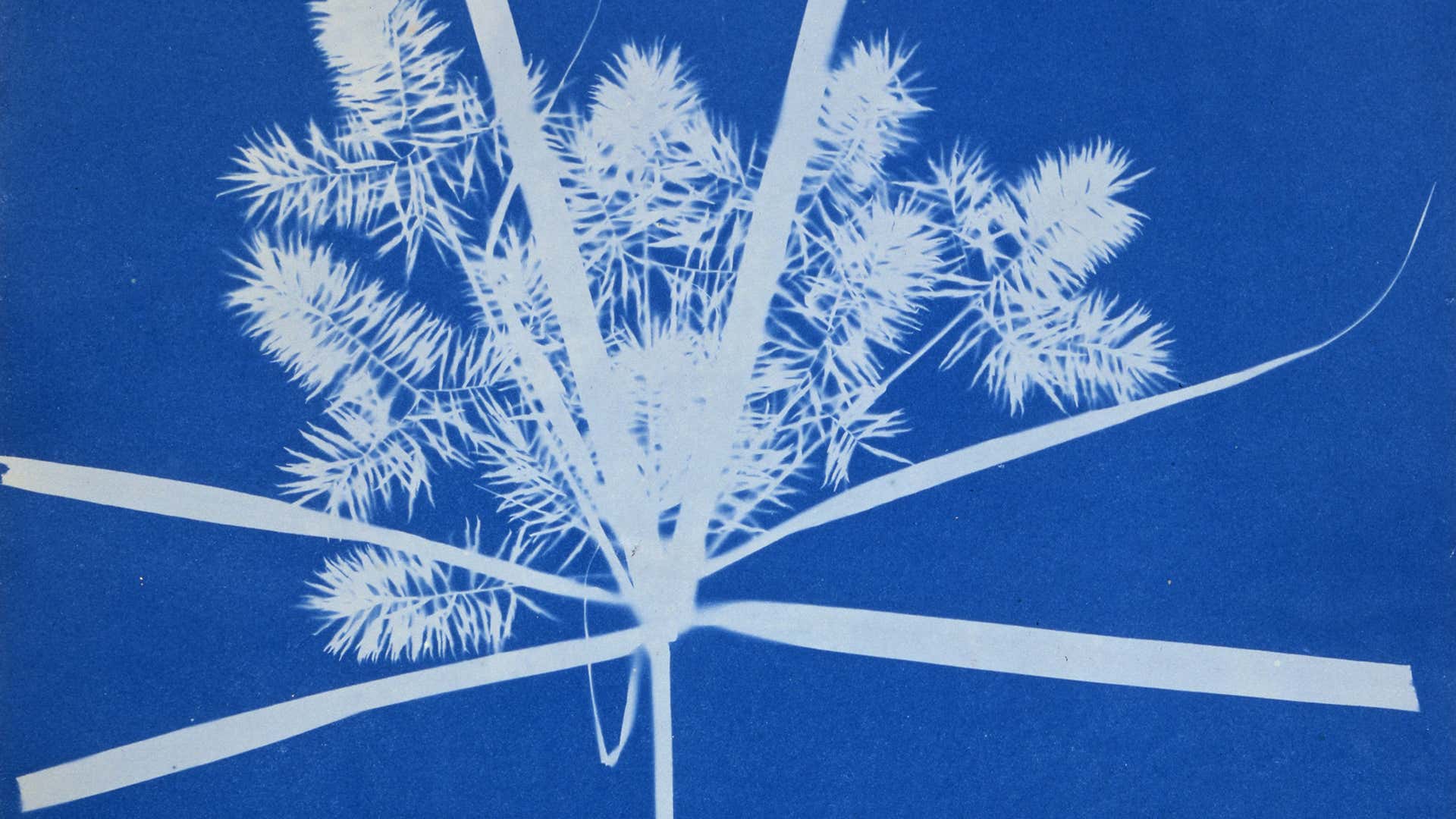 Anna Atkins