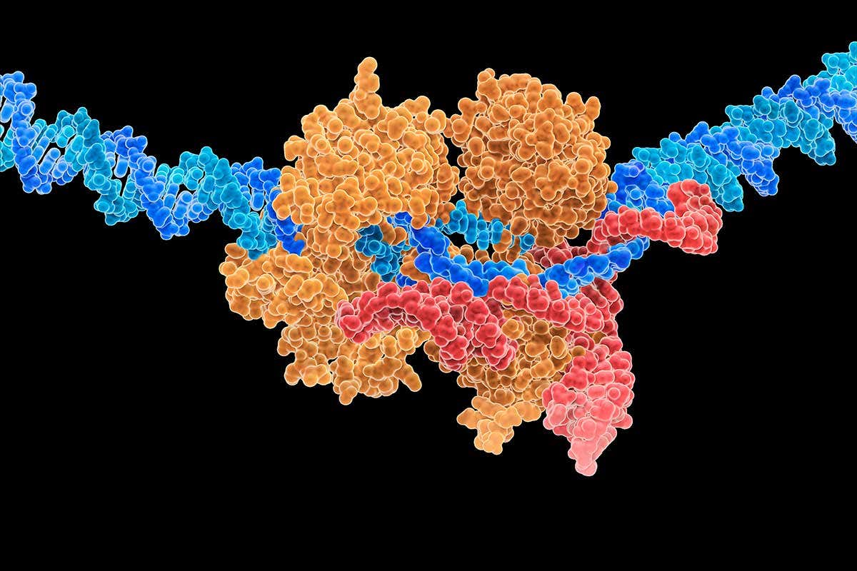 Current techniques are based on the CRISPR-Cas9 complex