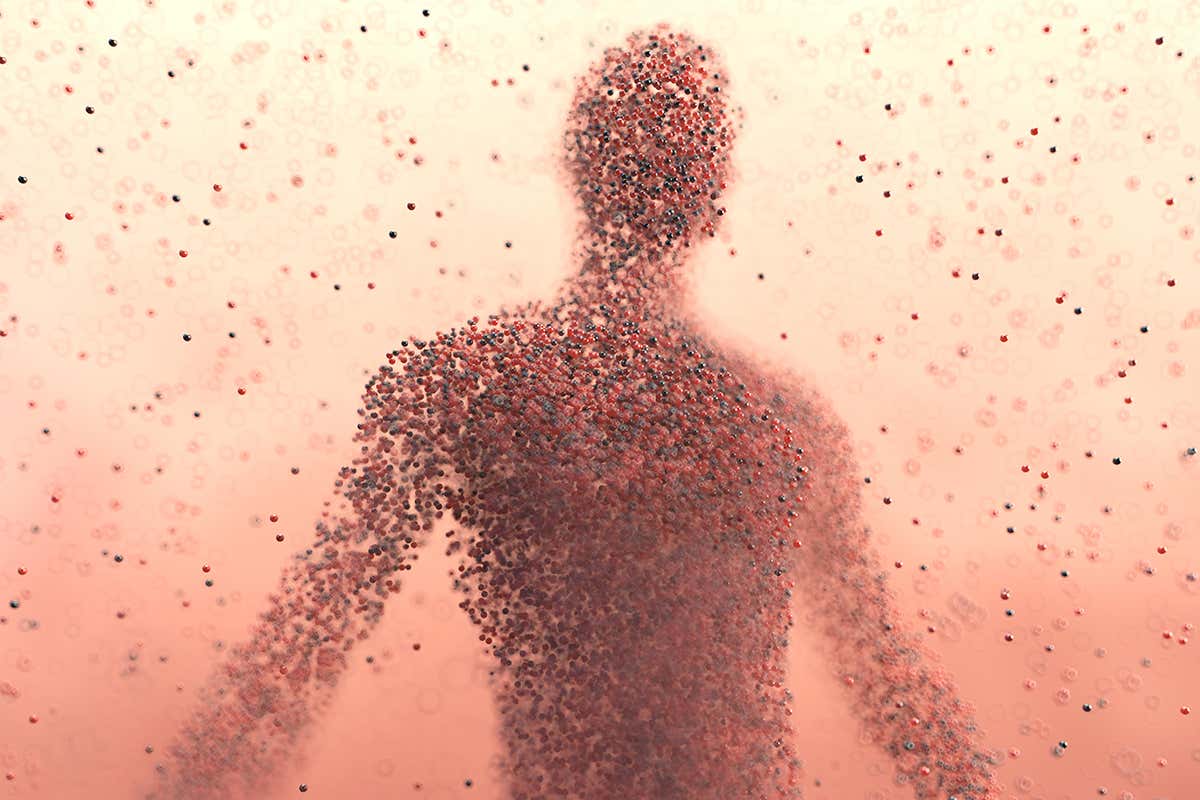 What is the body made of?