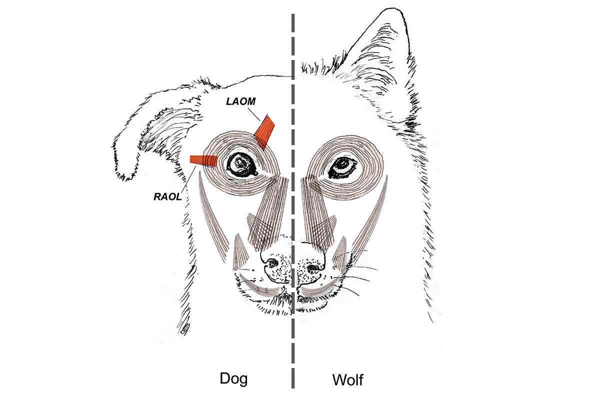 diagram of canine muscles