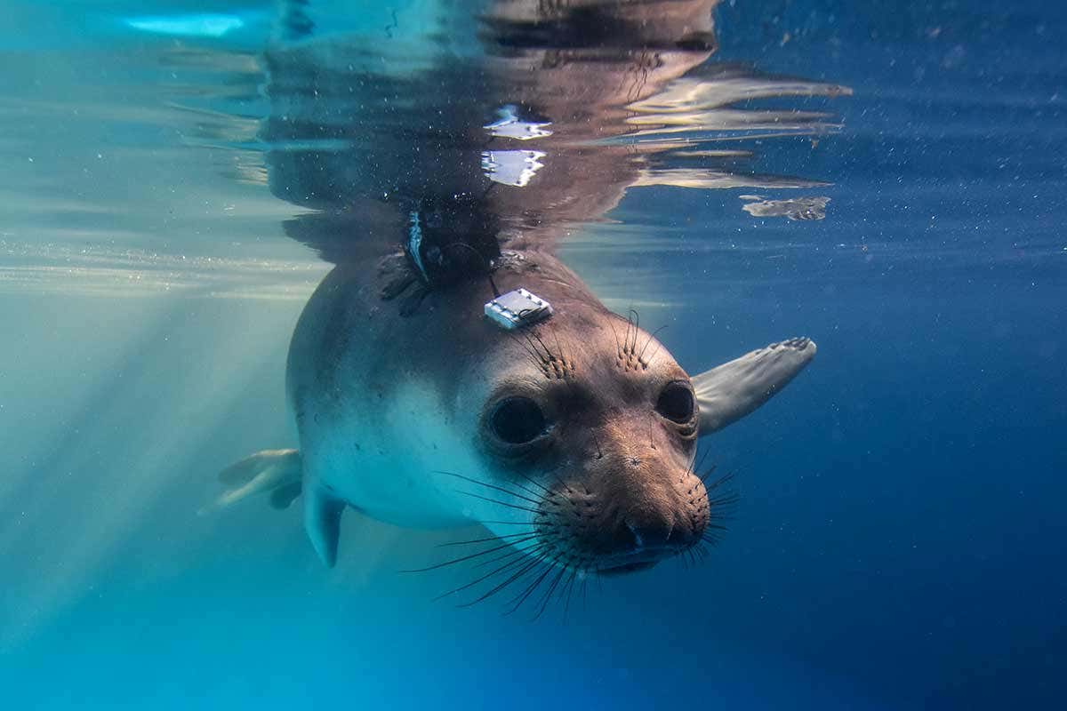 juvenile northern elephant seal