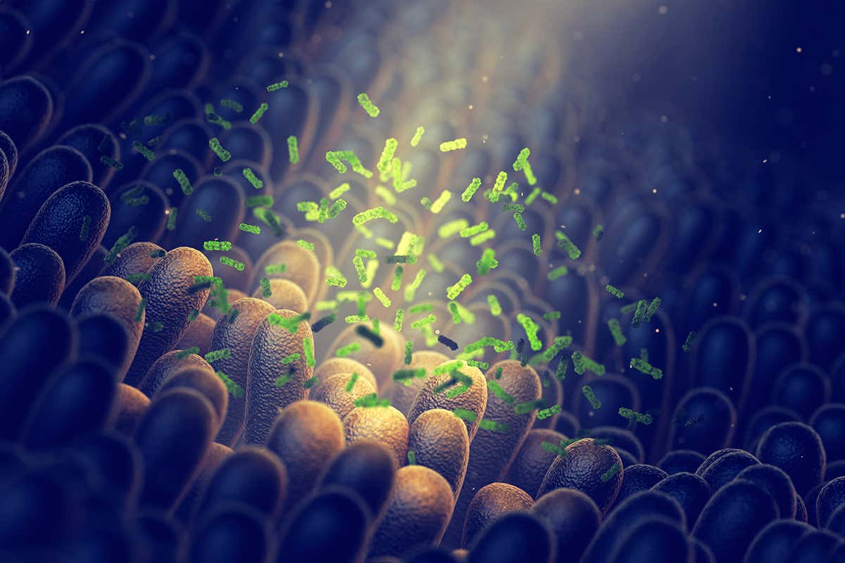 gut microbes
