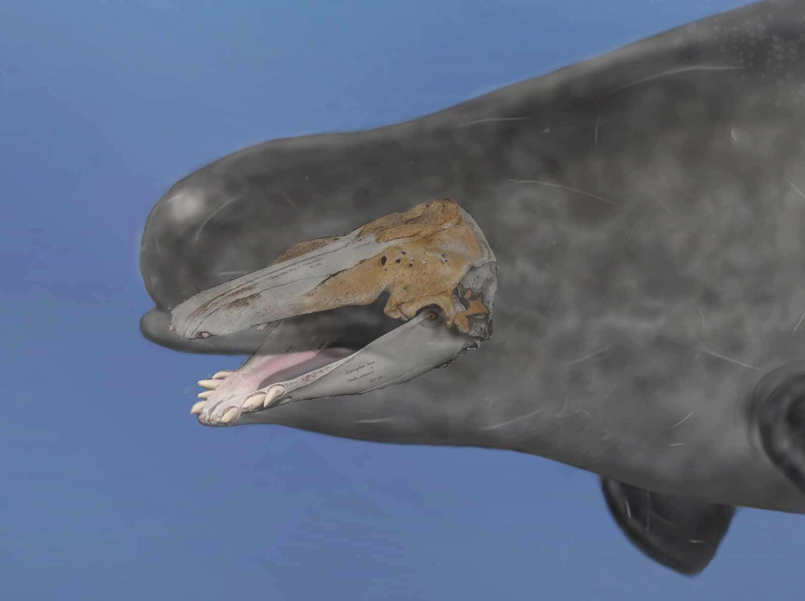 An artist impression of the hybrid whale