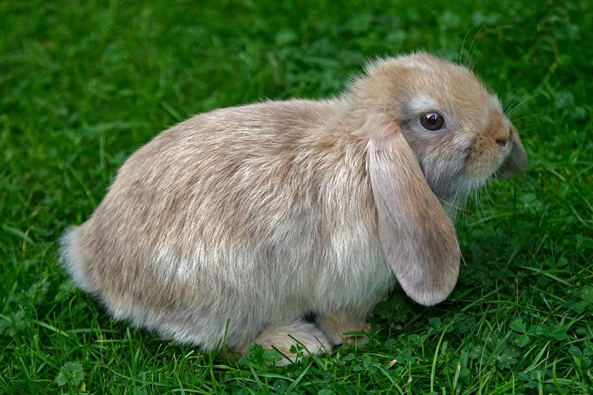 A lop eared rabbit