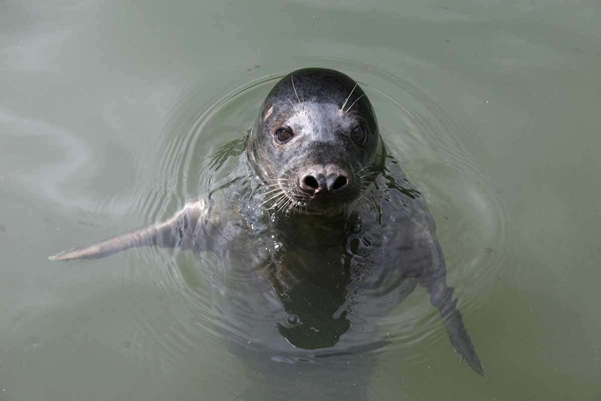 Seals have been trained to sing the Star Wars theme - have a listen
