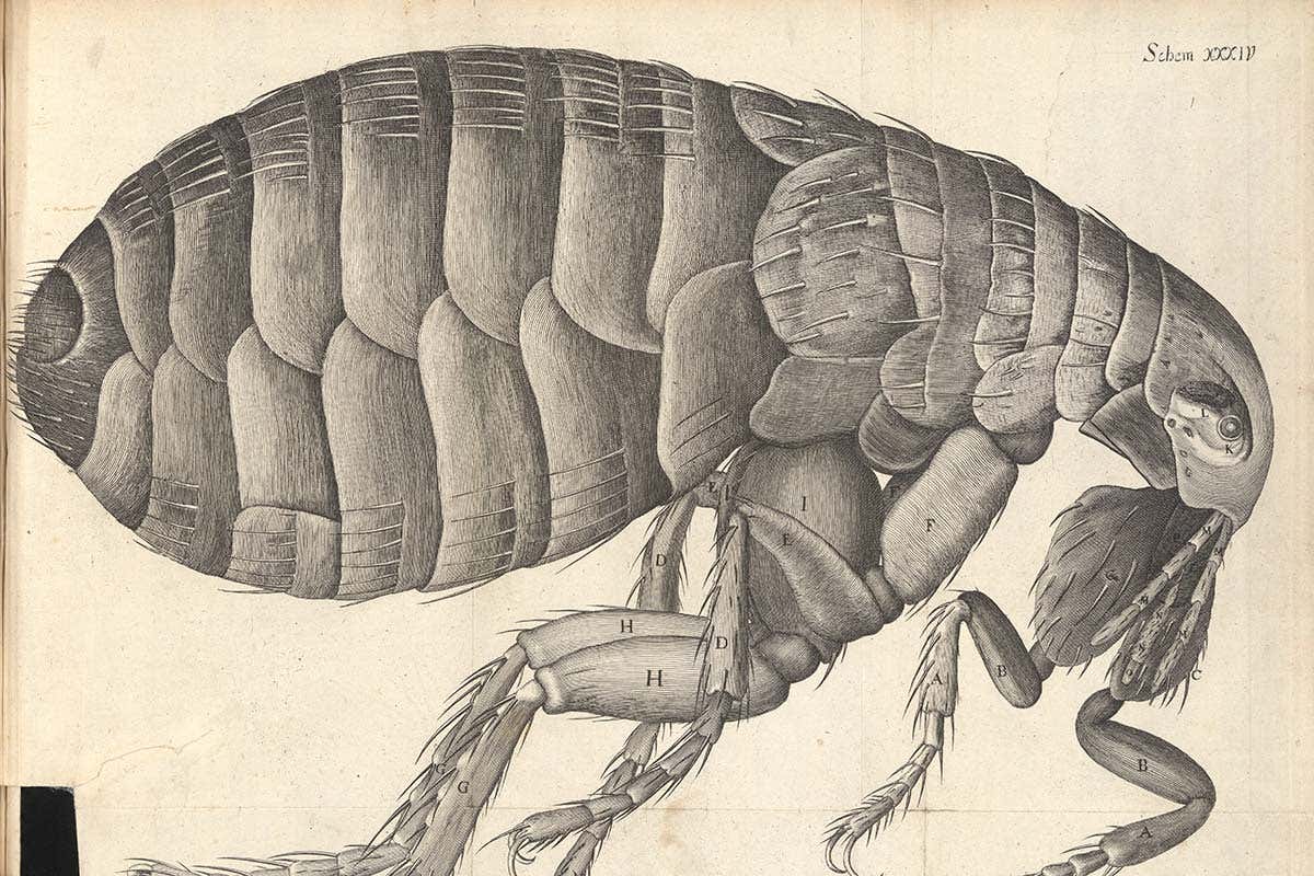 Robert Hooke