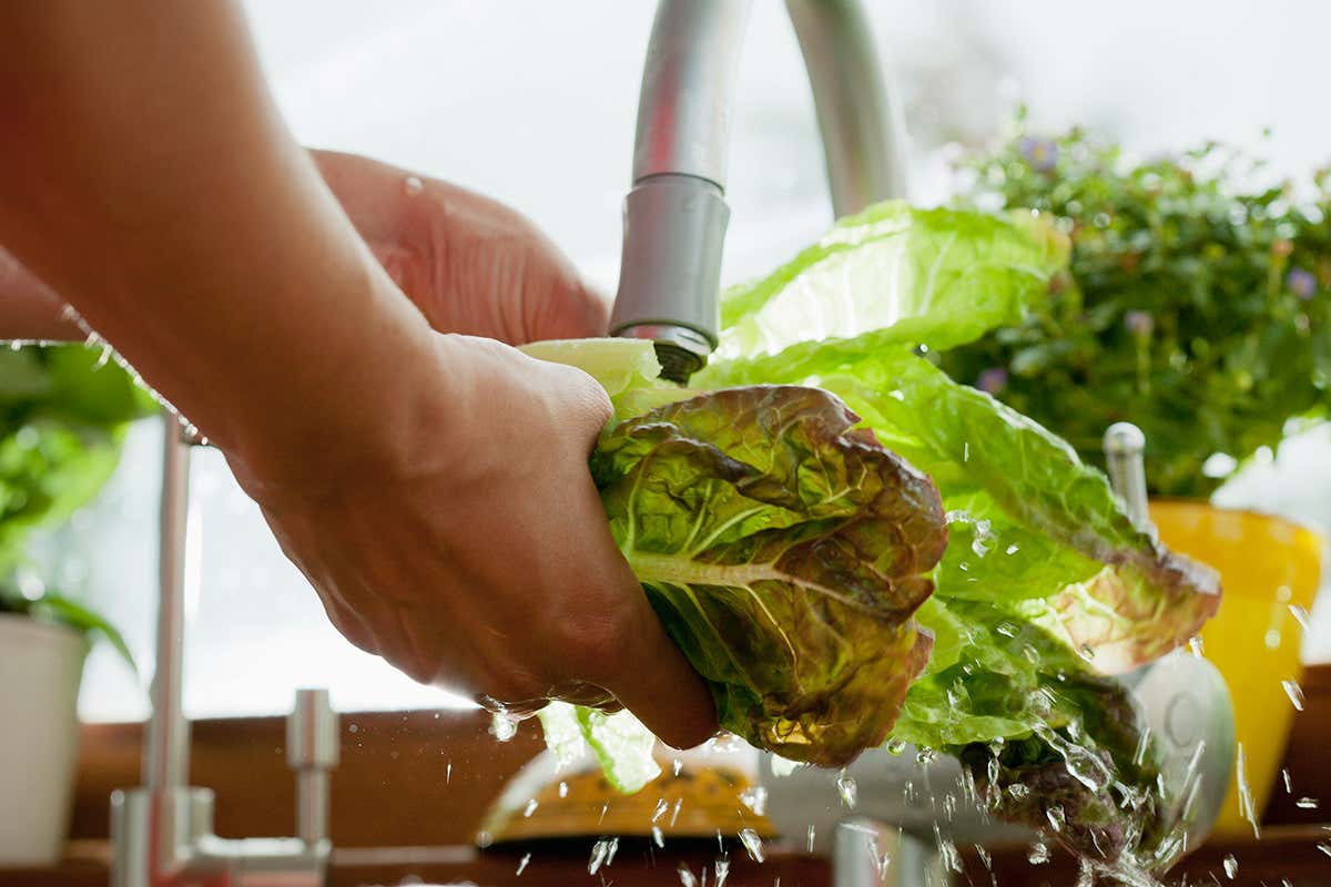 salad leaves being washed