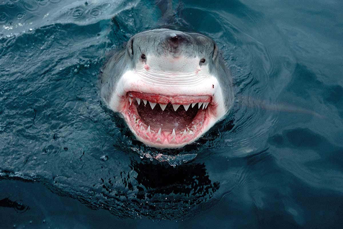 Great white shark