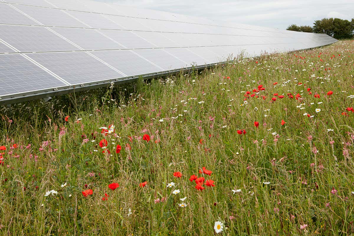 solar panel and wildflowers