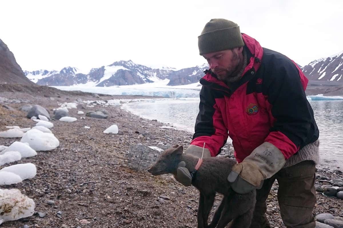 Arctic fox being fitted with collar