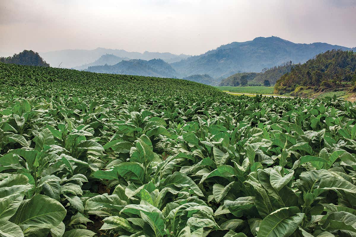 Tobacco field