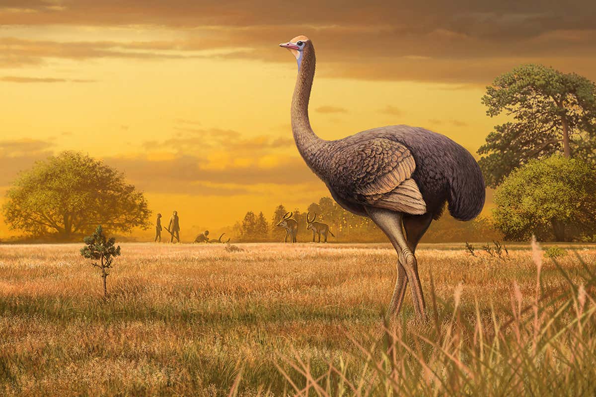 reconstruction of ancient bird
