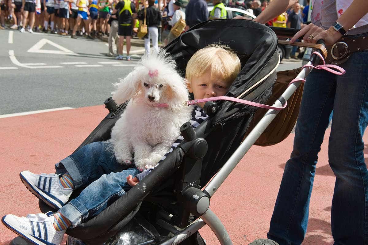 A child and a poodle