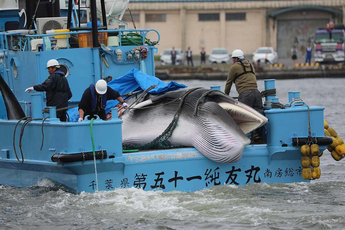 Japan's return to commercial whaling has no economic or cultural case