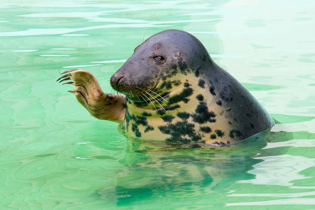seal