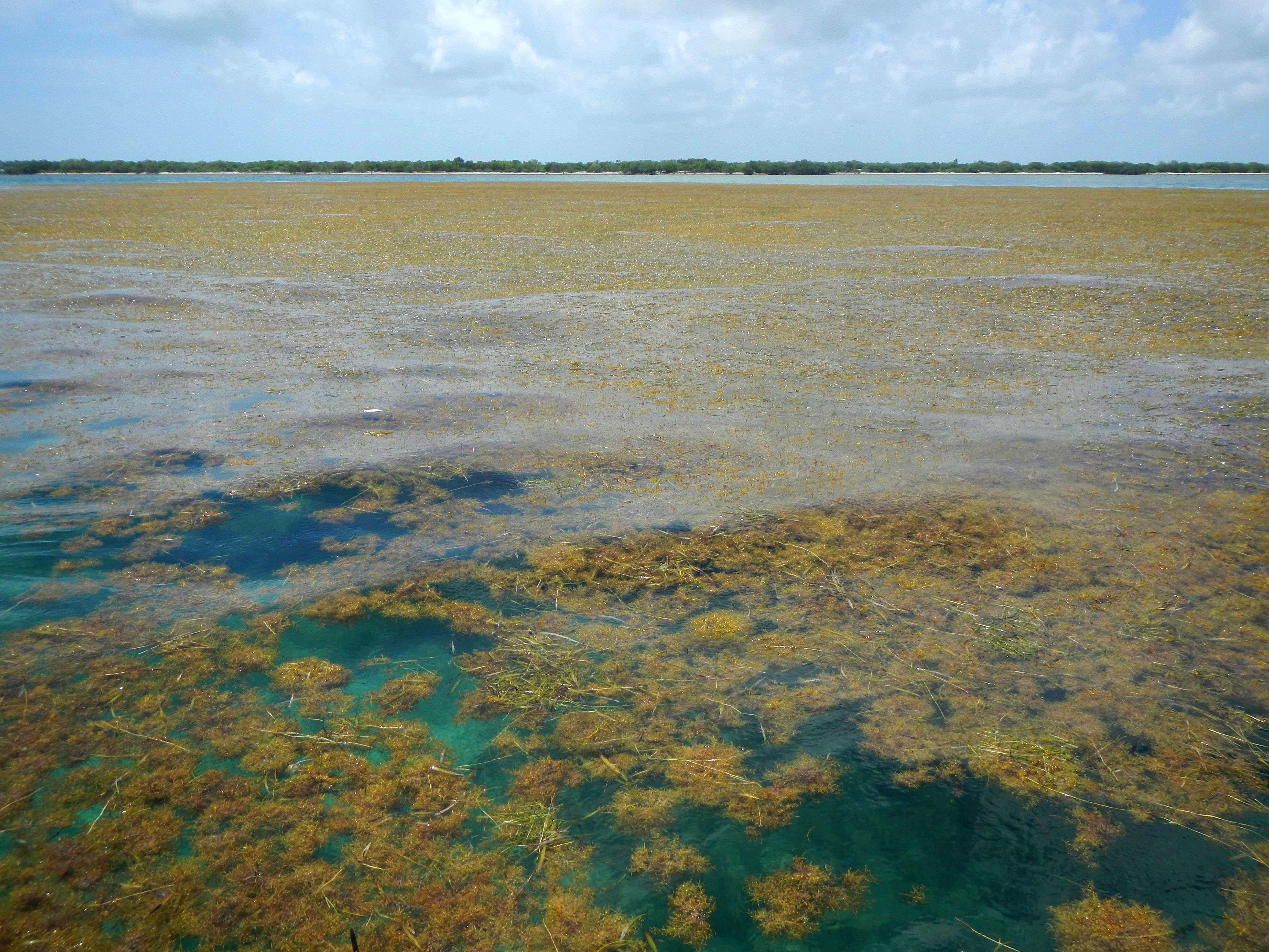 Sargassum on Delray Beach in South Florida in May 2019.