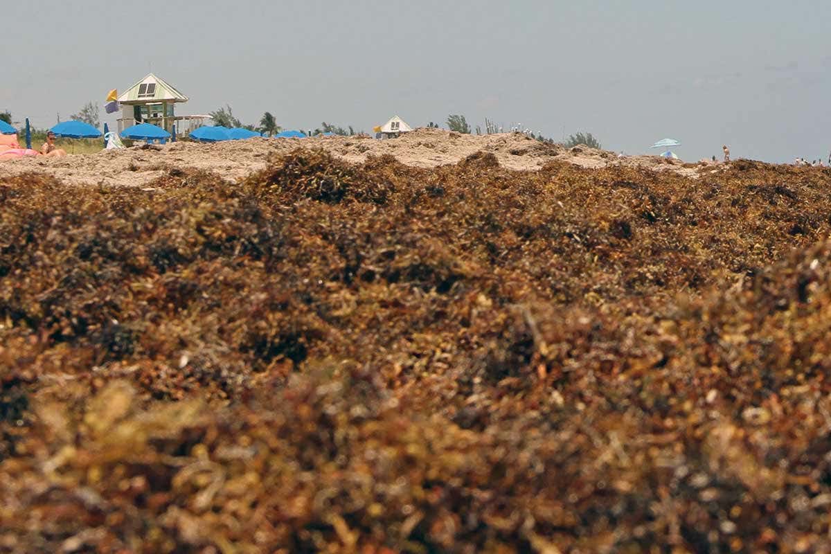 Sargassum off Big Pine Key in the lower Florida