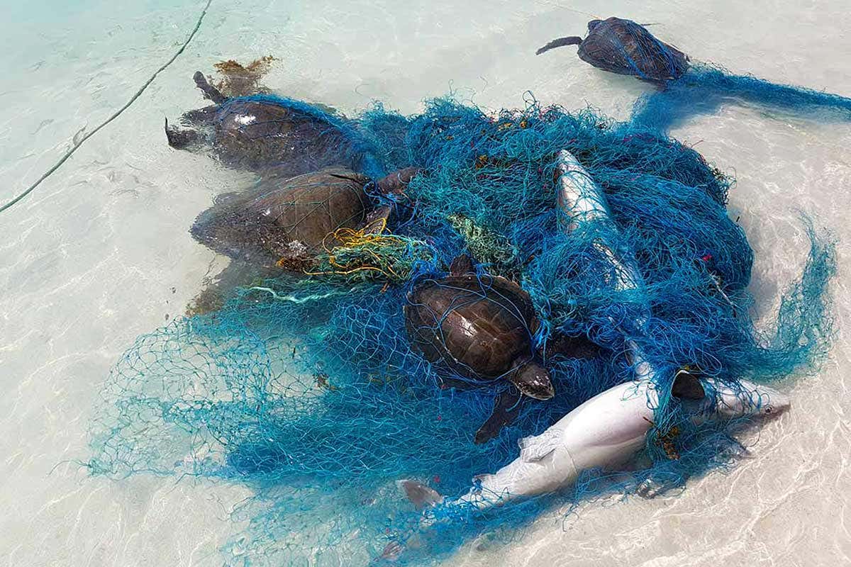 Undated handout photo of sea creatures caught in plastic netting. More than a thousand sharks and rays are known to have become entangled in plastic debris with 