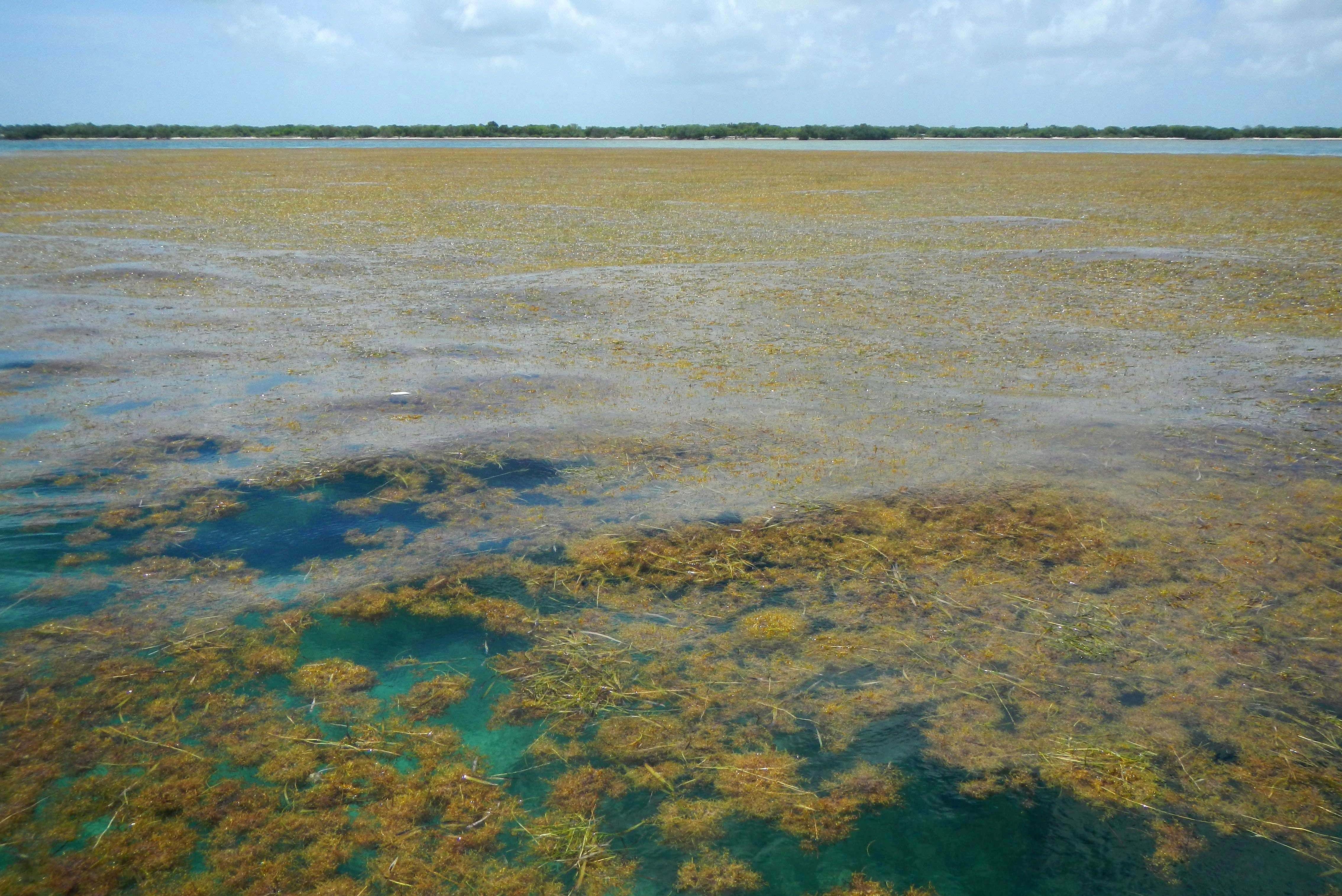 9000 km belt of seaweed spanning the Atlantic threatens marine life