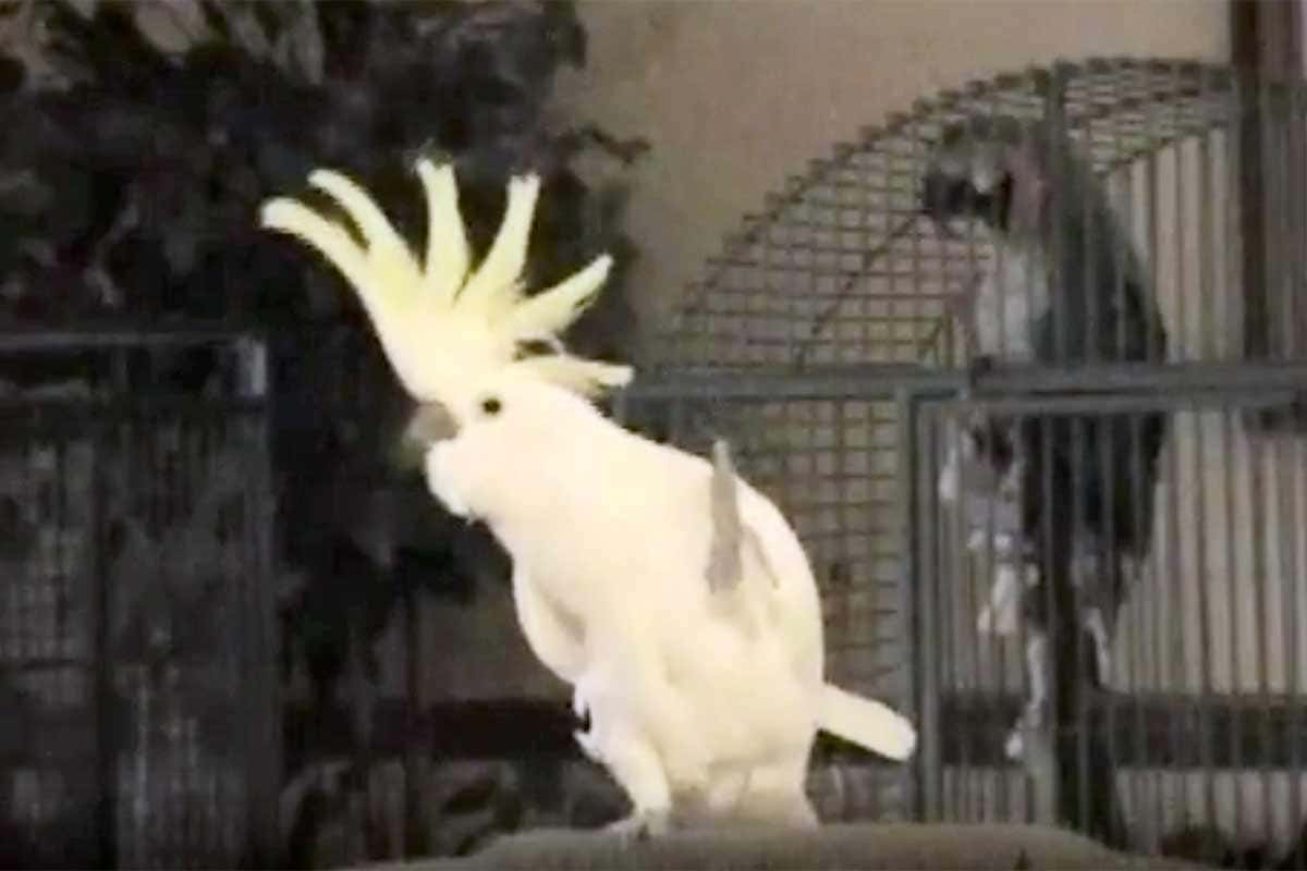 dancing cockatoo