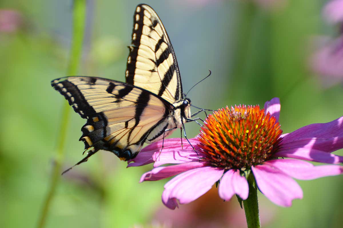 swallowtail butterfly