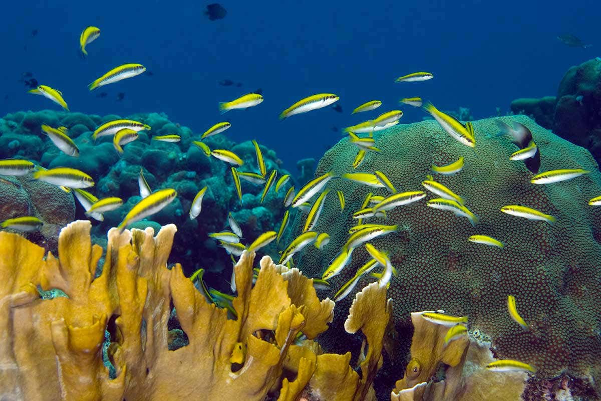 Female bluehead wrasse