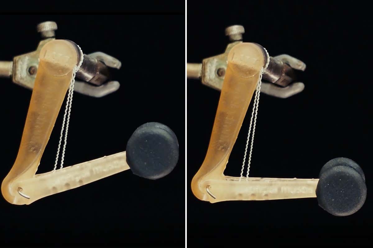 An artificial limb is driven by two fiber-based muscles actuated via a heat gun.