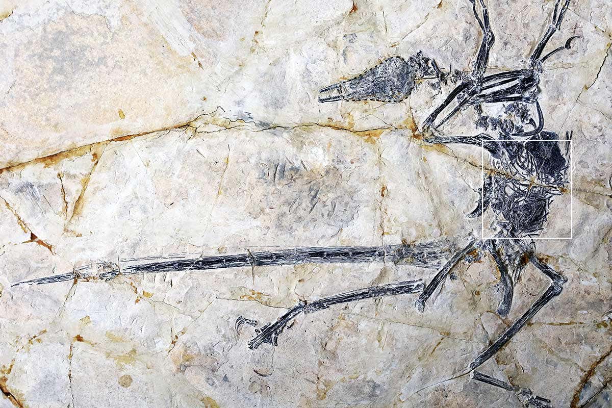 The dinosaur and its stomach contents