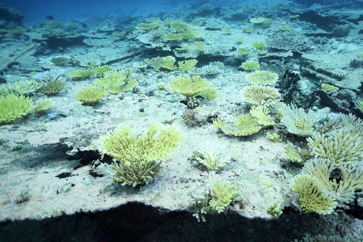 Double heatwave killed two-thirds of coral in central Indian Ocean